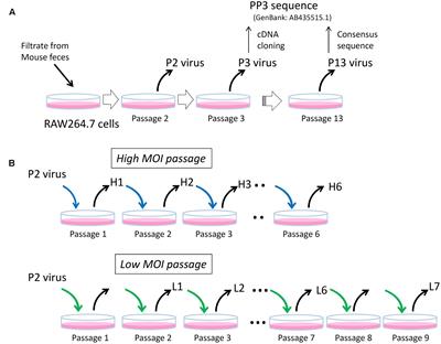 Viral Population Changes during Murine Norovirus Propagation in RAW 264.7 Cells